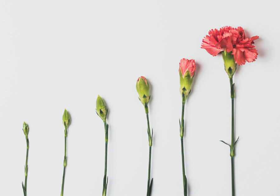 Photograph by Edward Howell (Unsplash)