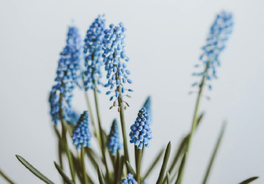 Photograph by Annie Spratt (Unsplash)